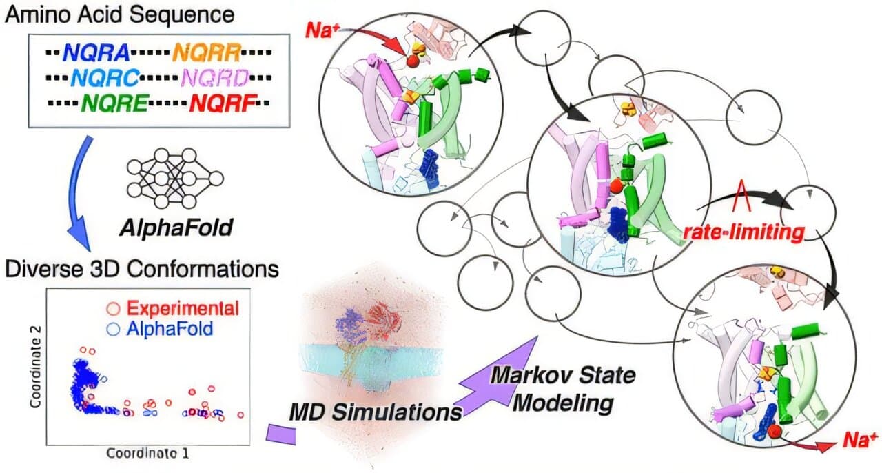 AI and Supercomputing Uncover Hidden Sodium Pump Mechanism in Bacterial Enzyme