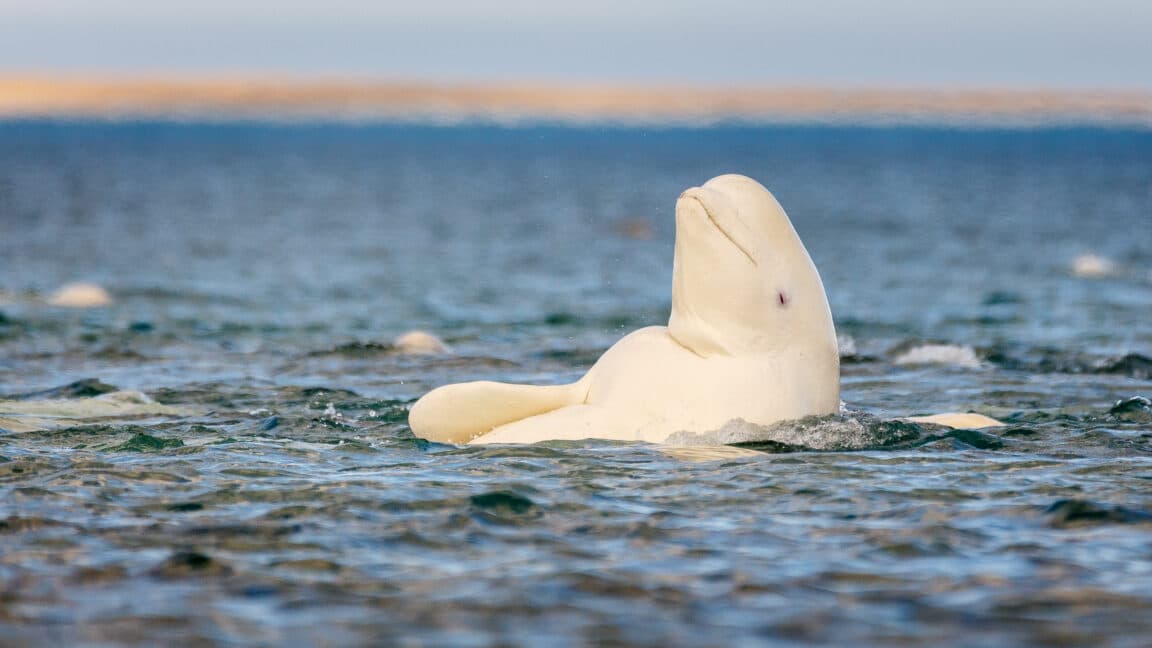 Beluga balinaları ayna testini geçti: Kendini tanıma yeteneği ilk kez belgeleniyor