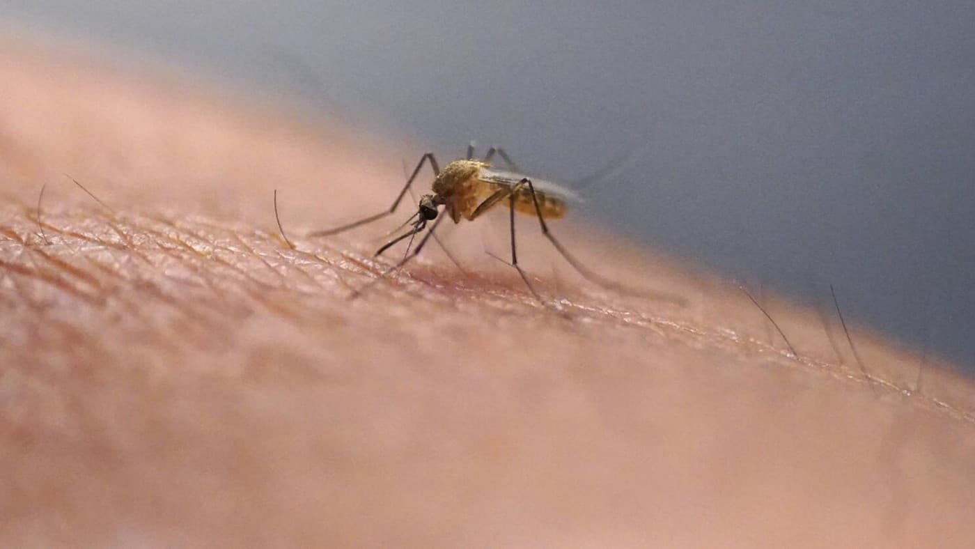 Google to Release 32 Million Lab-Bred Mosquitoes in California and Florida