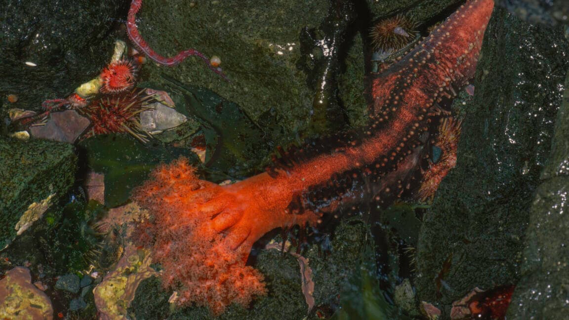 Sea cucumber tissue survives indefinitely in seawater, study finds