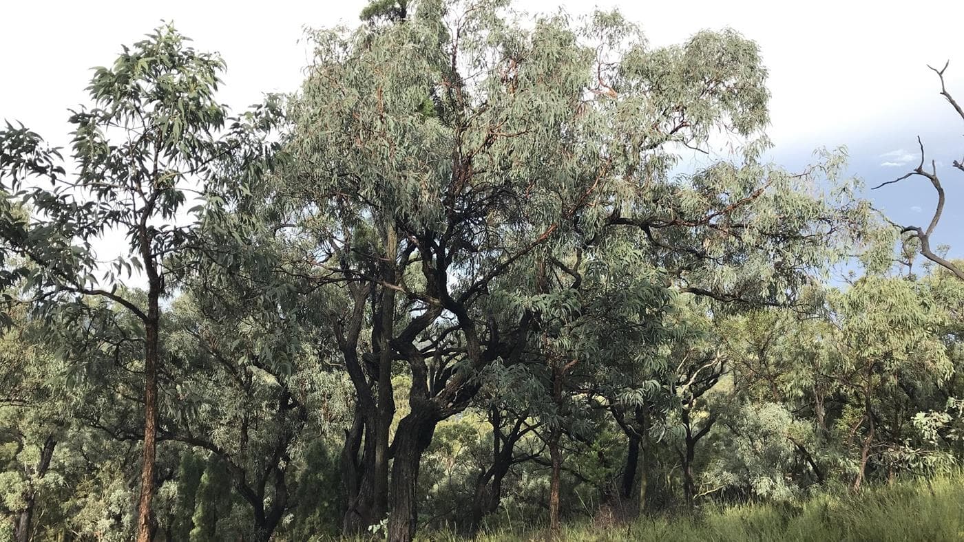 Study: 16% of vascular plant species face extinction risk by century's end